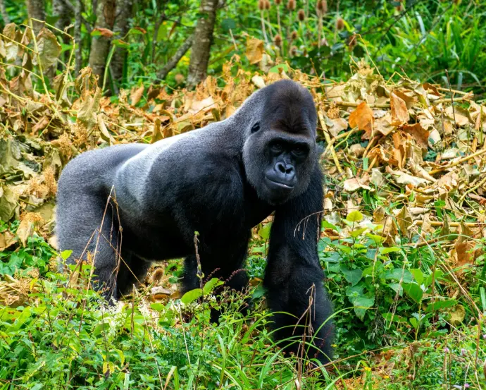 A silverback in Bwindi Gorilla trekking Uganda 2025