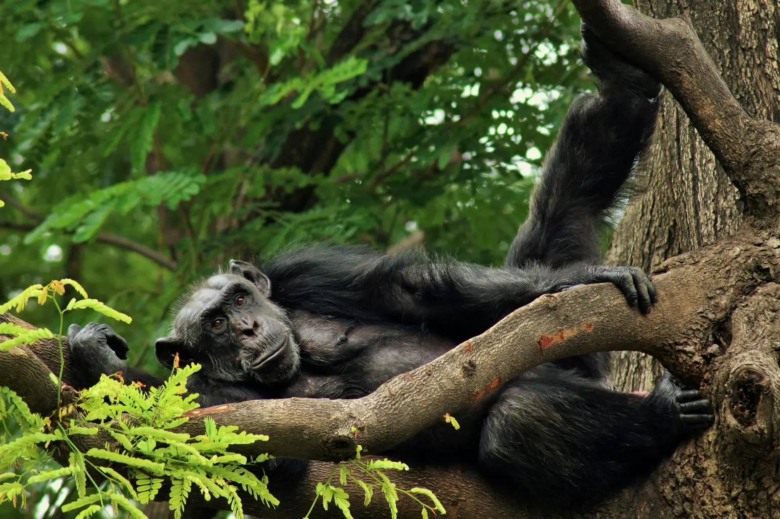 A chimpanzee lying on a tree branch in Kibale forest - Kibale National Park in Uganda Top 5 tour operators in Uganda 2025