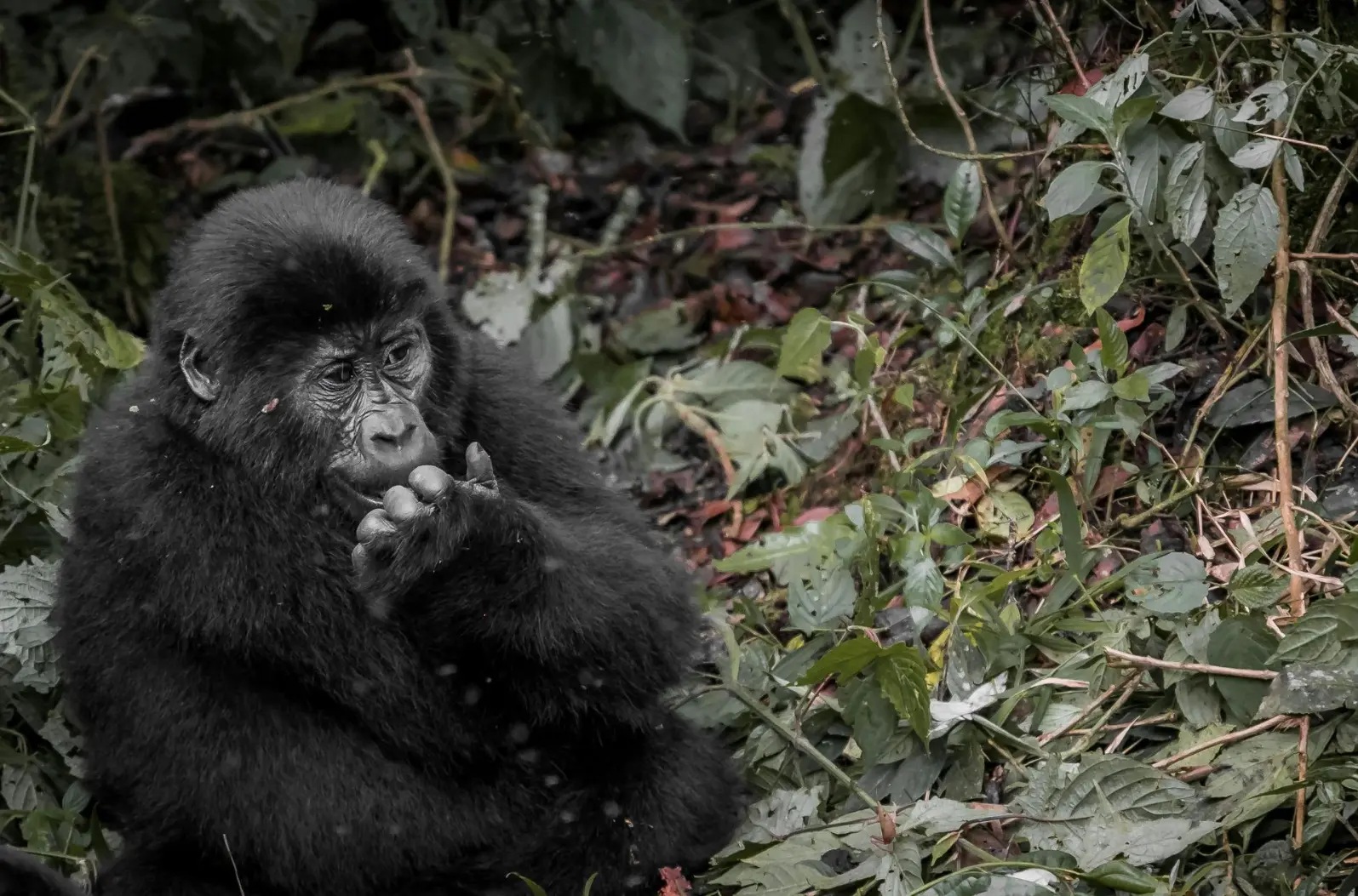 Best things to do in Uganda Track gorillas in Mgahinga National Park