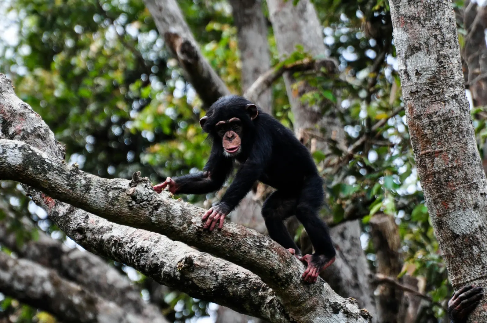 How can I buy a chimpanzee tracking permit Chimpanzee destinations in Uganda
