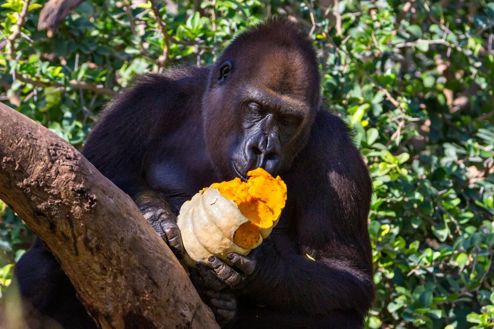 The best time to visit Uganda for gorilla trekking Gorilla habituation exercise in Uganda