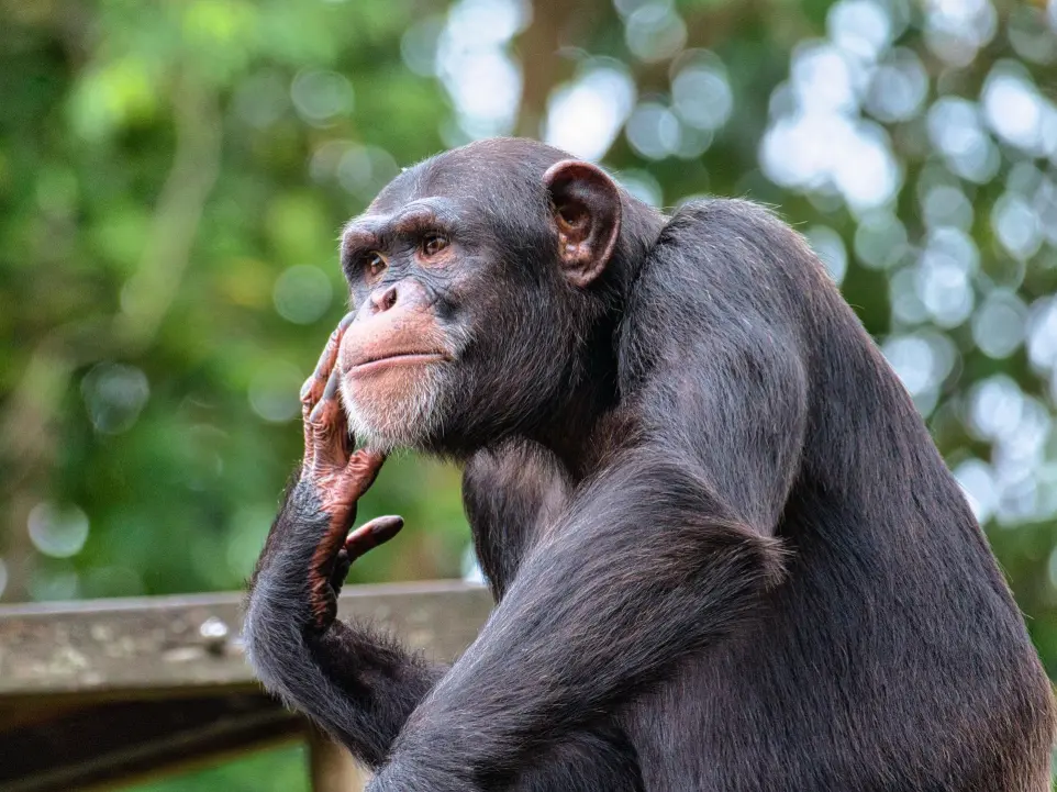 A chimpanzee in Kibale Things to do in Kibale National Park 2025