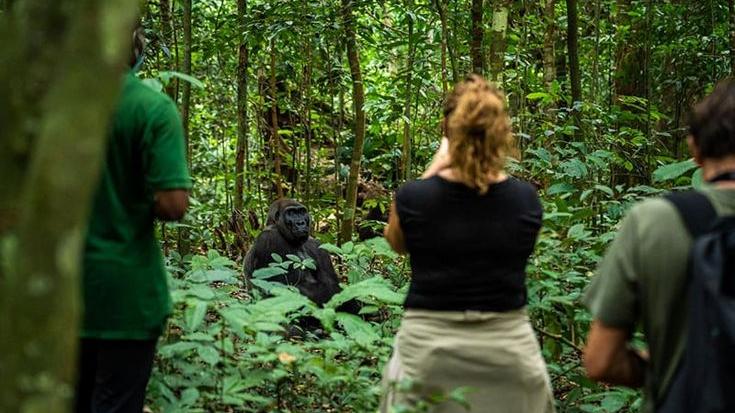 Tourists on a gorilla trekking adventure Gorilla trekking with Nile Abenteuer Safaris