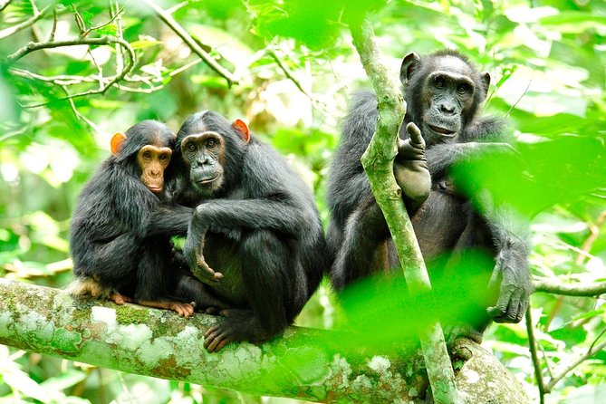 A group of chimpanzees in Kibale Chimpanzee tracking in Uganda