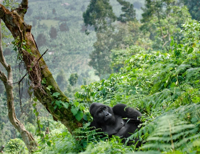 A mountain gorilla in Bwindi A mountain gorilla in Bwindi