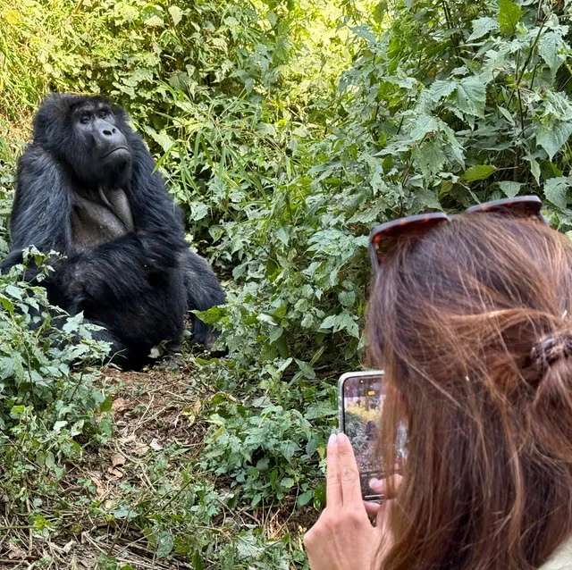 gorilla trekking safari