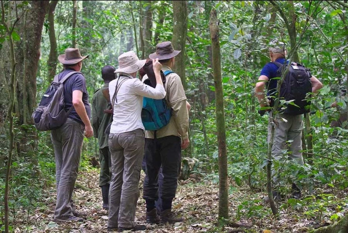 A group of tourists tracking chimpanzees in Kibale Chimpanzee tracking in Kibale National Park