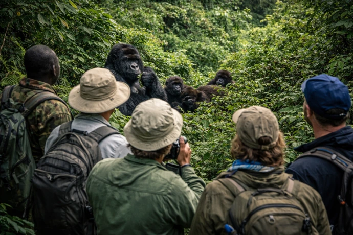 Mountain gorilla encounter in Bwindi Mountain gorilla encounter in Bwindi